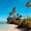 a sandy beach with palm trees on a sunny day